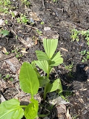 Veratrum viride viride