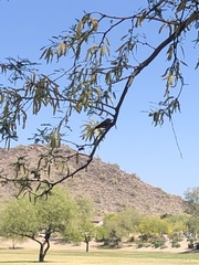 Pyrocephalus rubinus