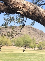 Pyrocephalus rubinus