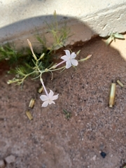 Ipomopsis longiflora