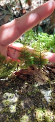 Hymenophyllum dentatum