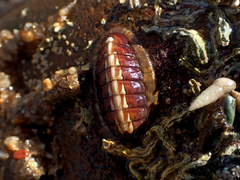 Ischnochiton torri
