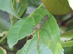 Endochus cingalensis