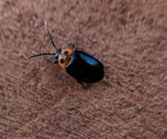 Sacodes fuscipennis