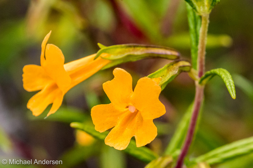 Mimulus aurantiacus