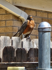 Turdus migratorius