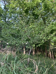 Malus ioensis texana