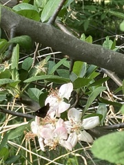 Malus ioensis texana
