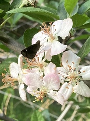 Malus ioensis texana