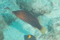 Pseudocheilinus octotaenia
