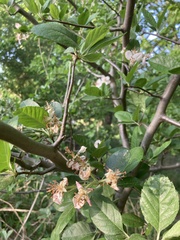 Malus ioensis texana