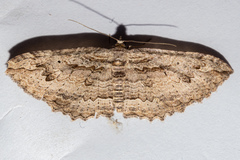 Austrocidaria anguligera