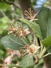 Malus ioensis texana