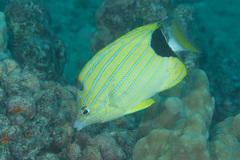 Chaetodon fremblii