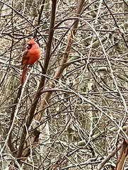 Cardinalis