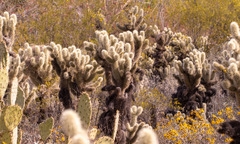 Cylindropuntia bigelovii