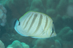 Chaetodon multicinctus