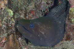 Gymnothorax undulatus