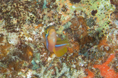 Plagiotremus ewaensis