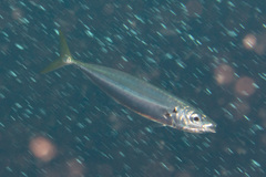 Decapterus macarellus
