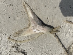 Polyodon spathula