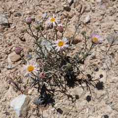 Erigeron parishii