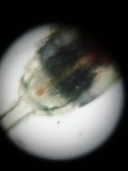 Copepoda