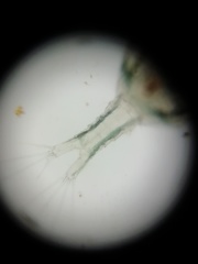 Copepoda