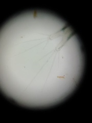 Copepoda