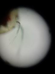 Copepoda