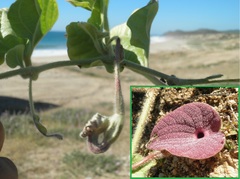 Aristolochia monticola