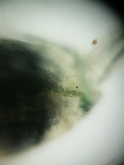 Copepoda