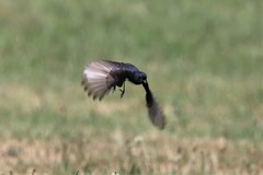 Rhipidura leucophrys leucophrys