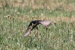 Rhipidura leucophrys leucophrys