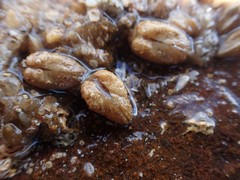 Acar squamosa