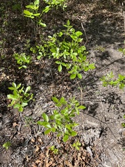 Ptelea trifoliata mollis
