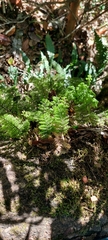 Hymenophyllum dentatum