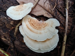 Microporellus