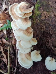 Microporellus