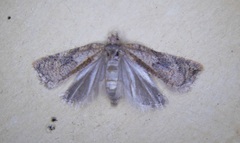 Acleris stadiana