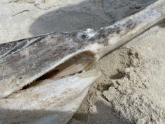 Polyodon spathula