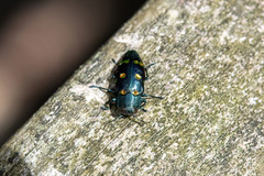 Chrysobothris chrysoela