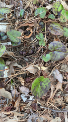 Hexastylis rhombiformis