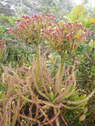 Giant Sundew (Drosera magnifica)