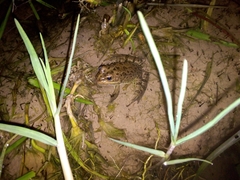 Pelophylax saharicus