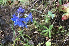 Delphinium decorum