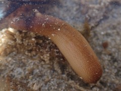 Phascolosoma annulatum