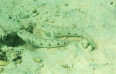 Valenciennea longipinnis