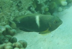 Chrysiptera biocellata