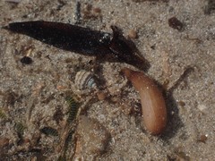 Phascolosoma annulatum